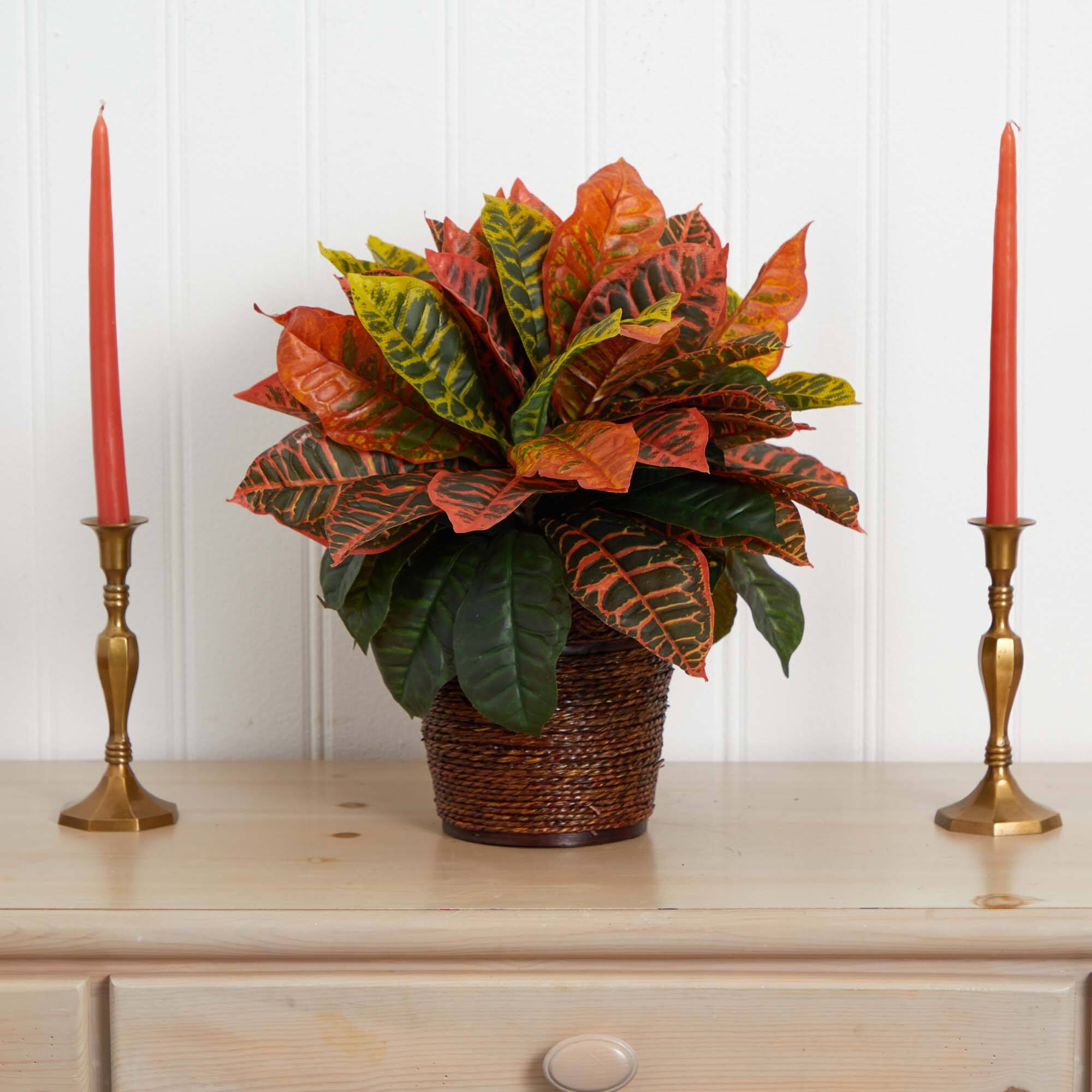 17" Garden Croton Plant in Basket